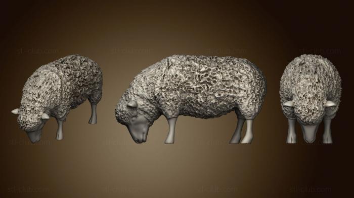 Sheep 6